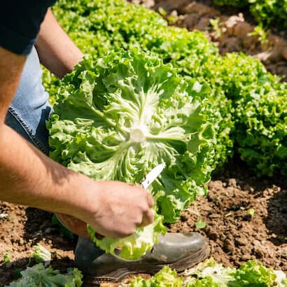Isabelle et Daniel Behuret, nos producteurs de salades.