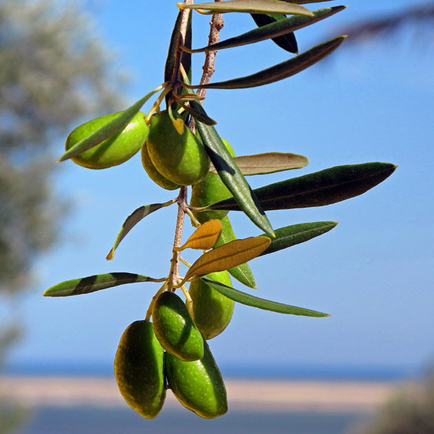 Rencontre avec Remi, producteur d’olives Lucques