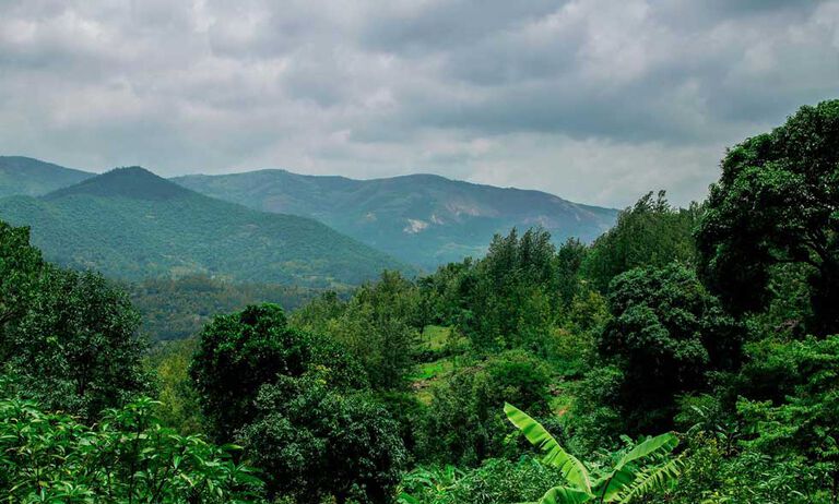 paysage de plantations de caféiers en Inde