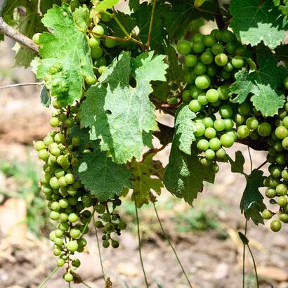 la grande épicerie de Paris - vinification