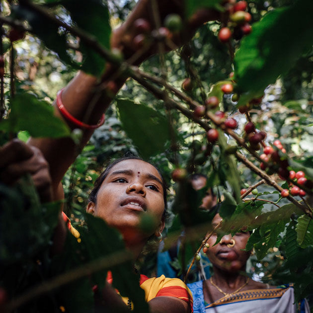  fermiers-producteurs cultivant le café
