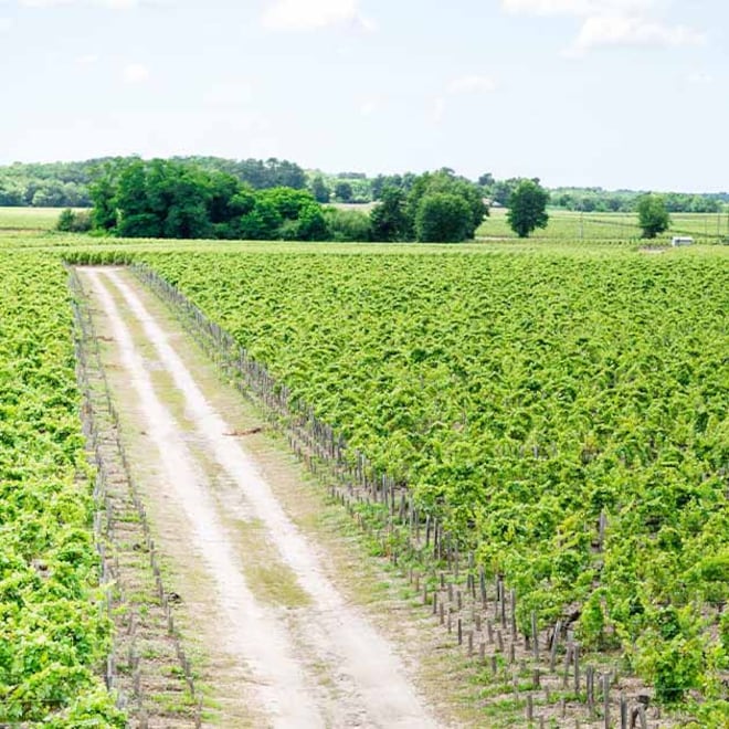 vignoble bordelais