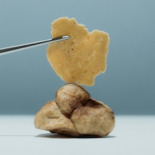 Truffe au chocolat blanc et noisettes - Alba White Tartufo Regale